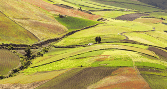 A field with green and brown grass on it
