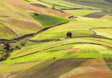 A field with green and brown grass on it